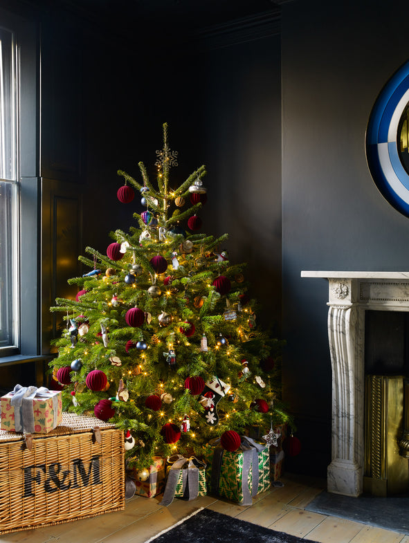 Nordmann Fir Christmas Tree.